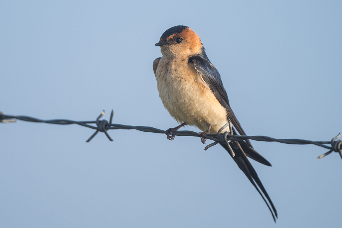 Red-rumped Swallow