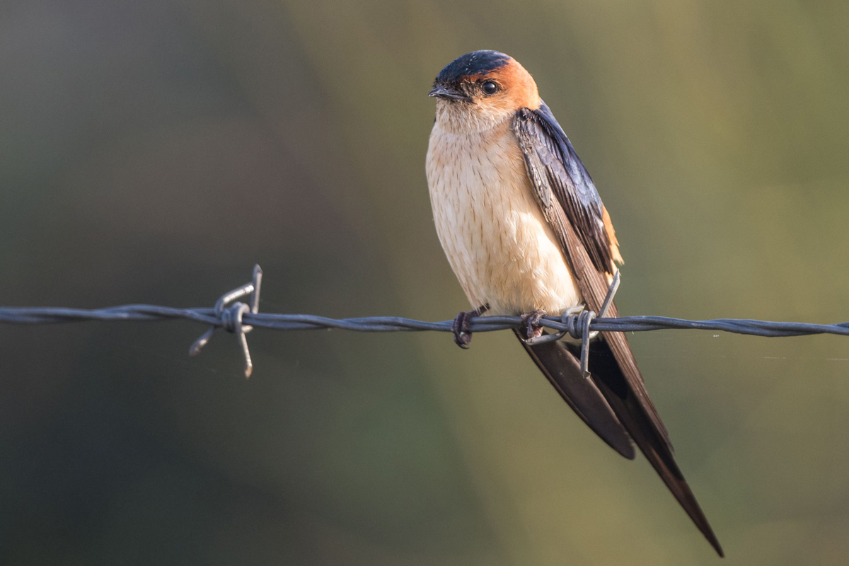 Red-rumped Swallow