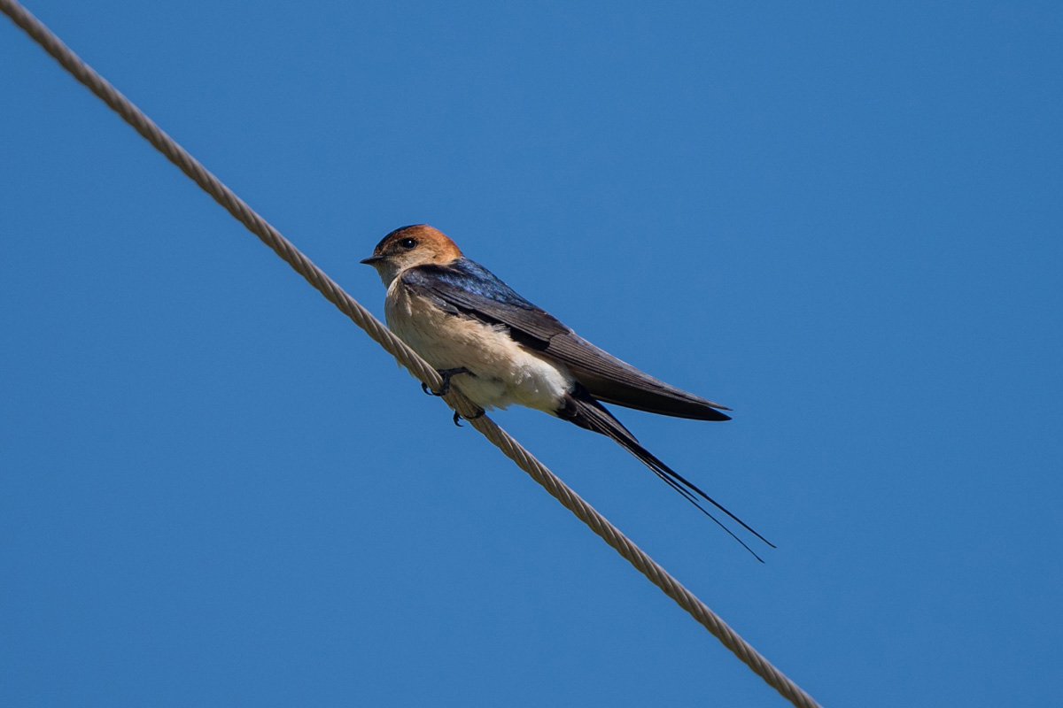 Red-rumped Swallow