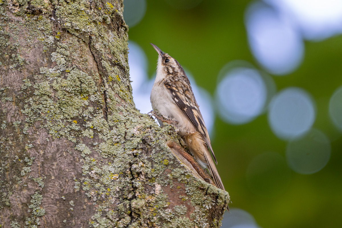 Brown Creeper