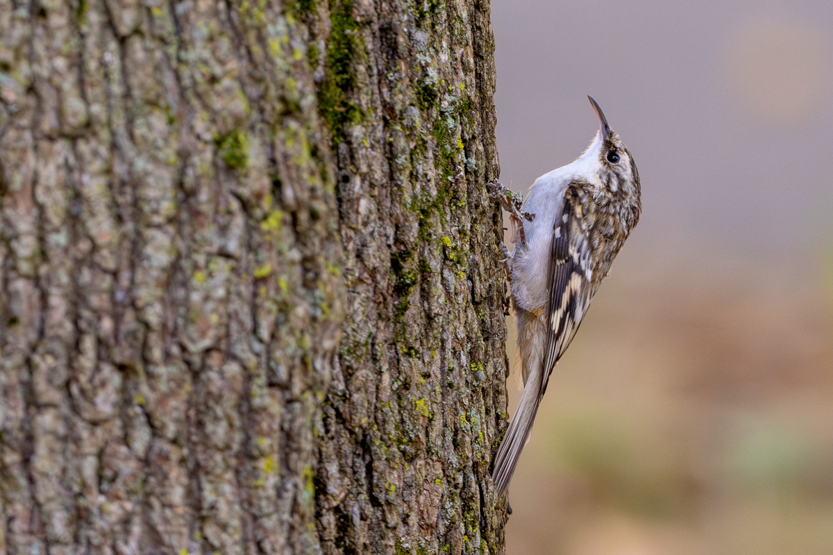 Brown Creeper