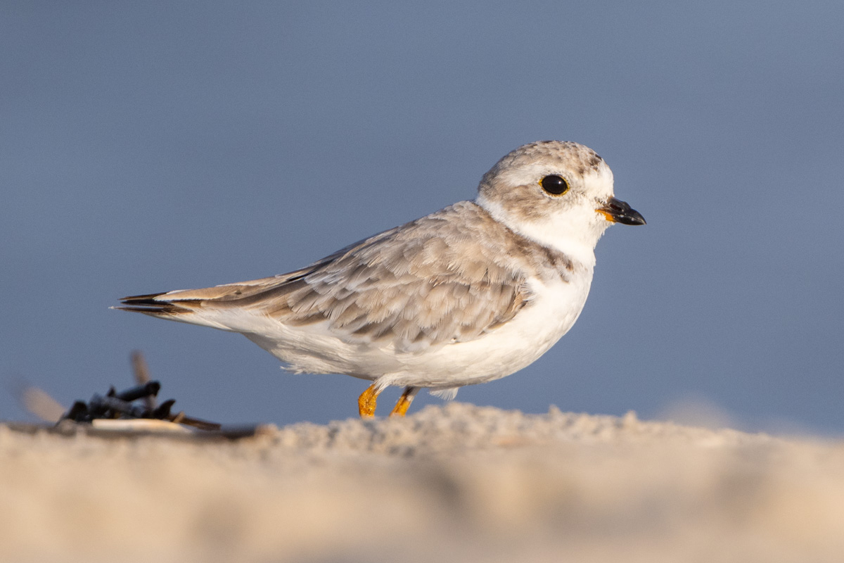 Piping Plover