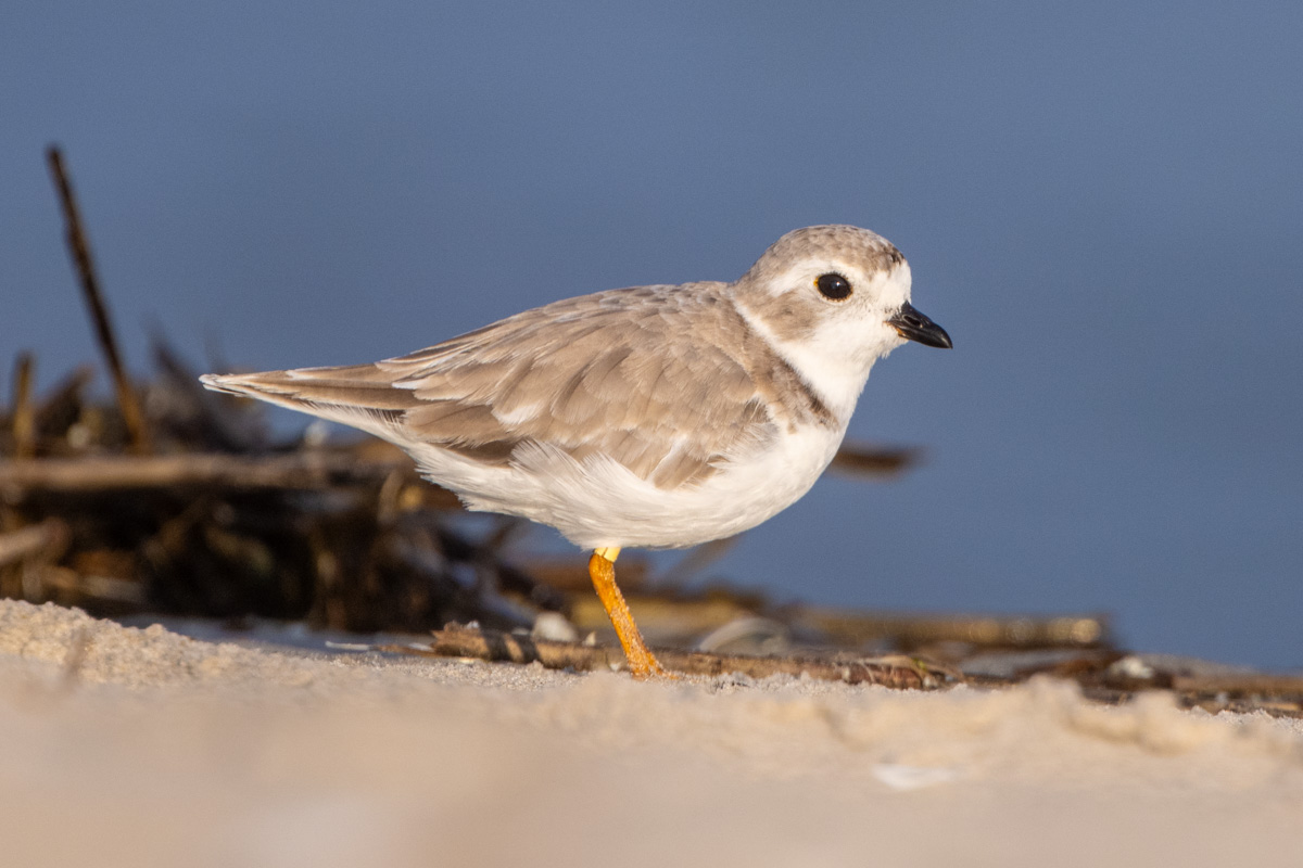 Piping Plover