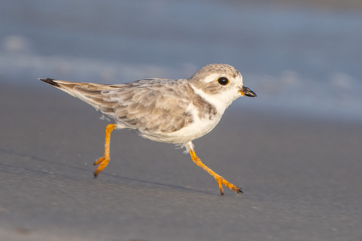 Piping Plover