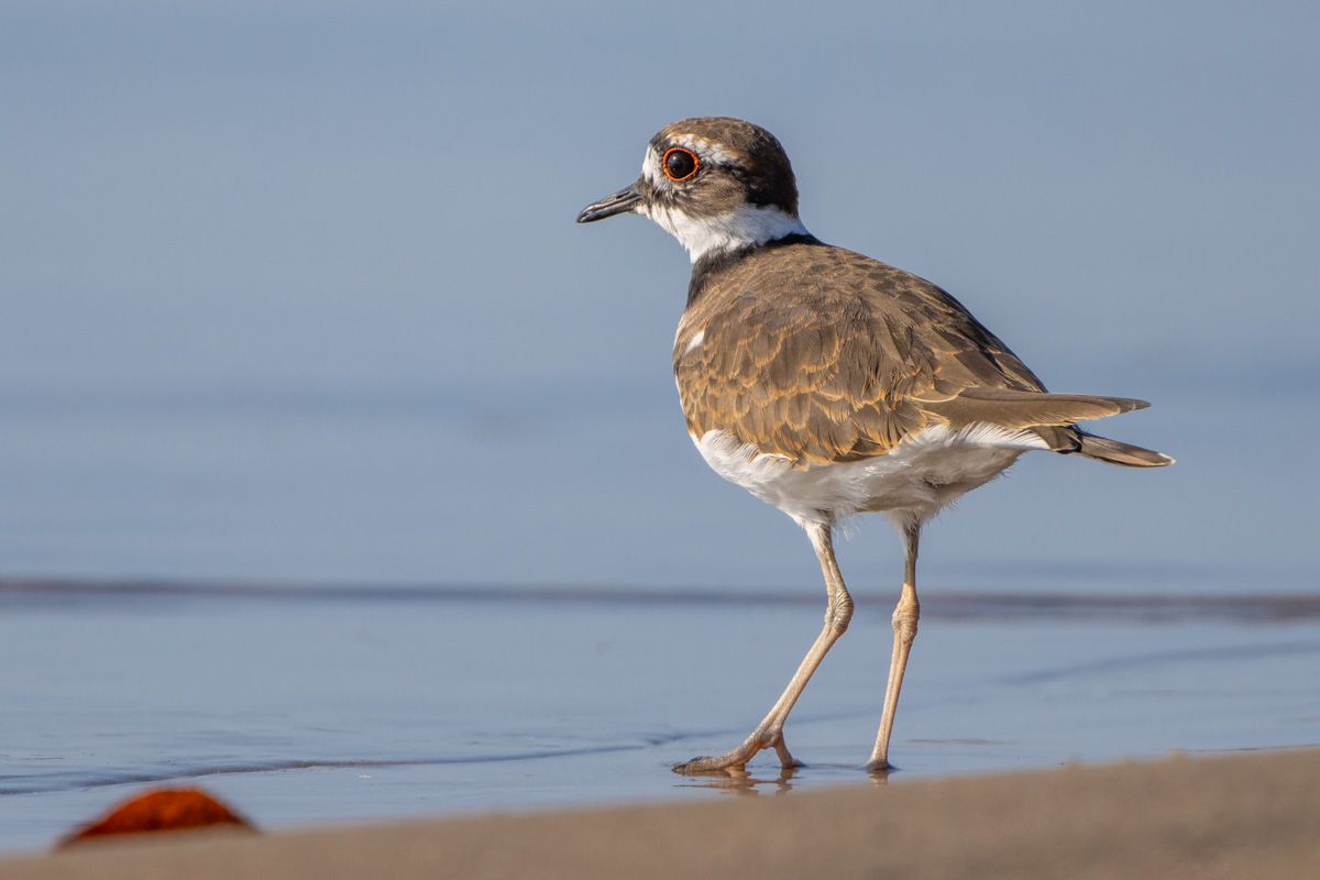 Killdeer