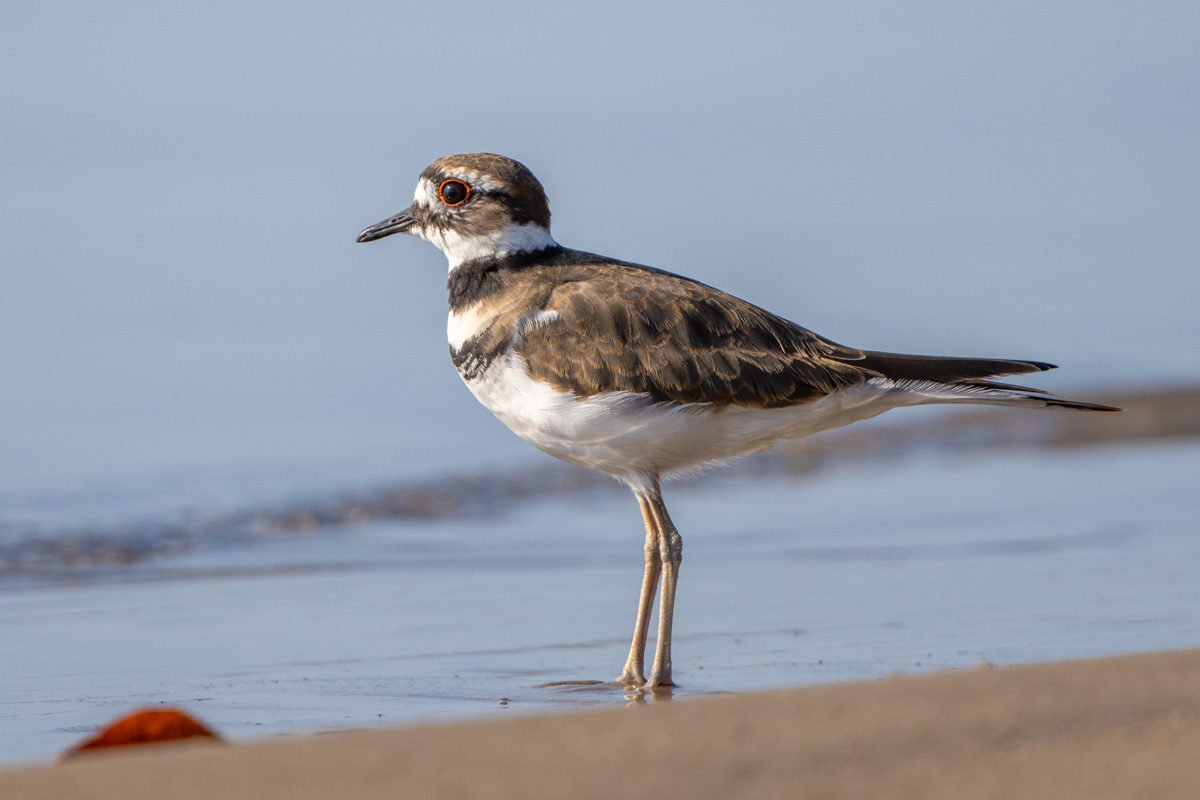 Killdeer