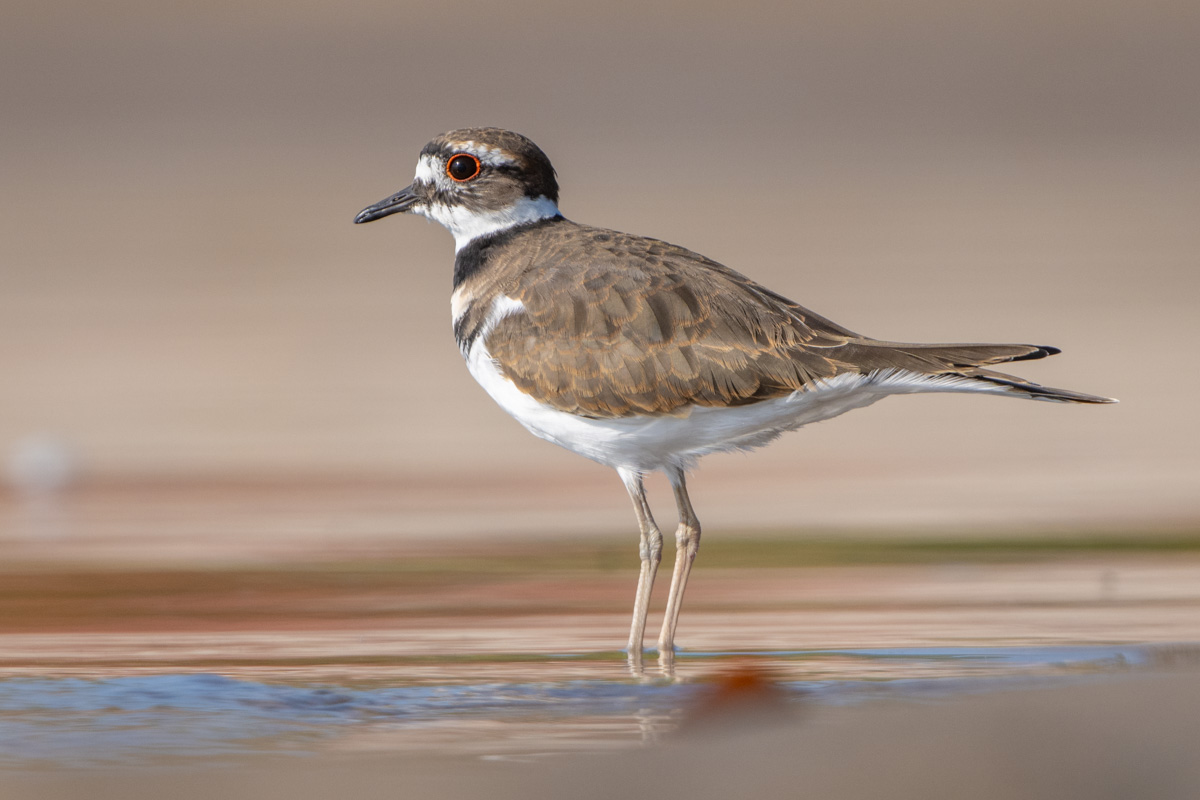 Killdeer