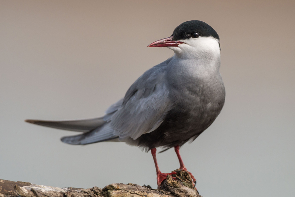 Whiskered Tern