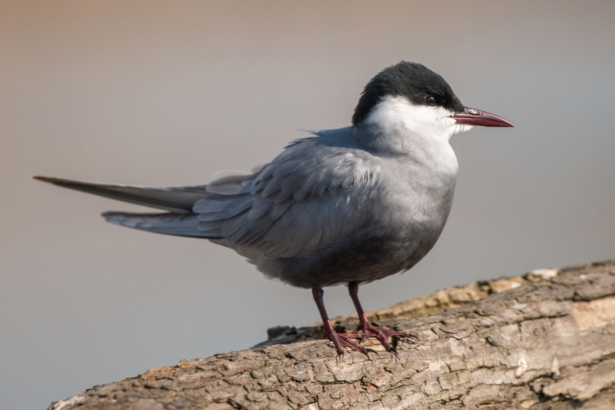 Whiskered Tern