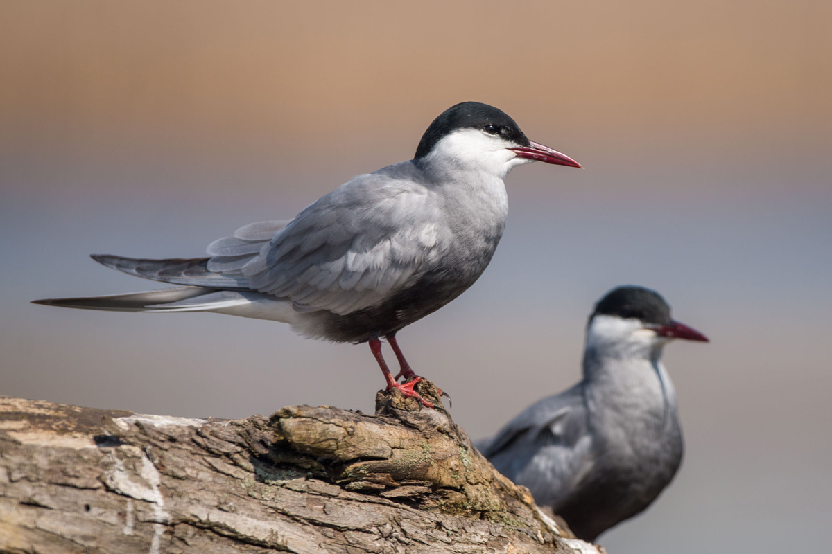 Whiskered Tern