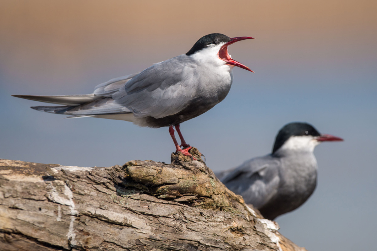 Whiskered Tern