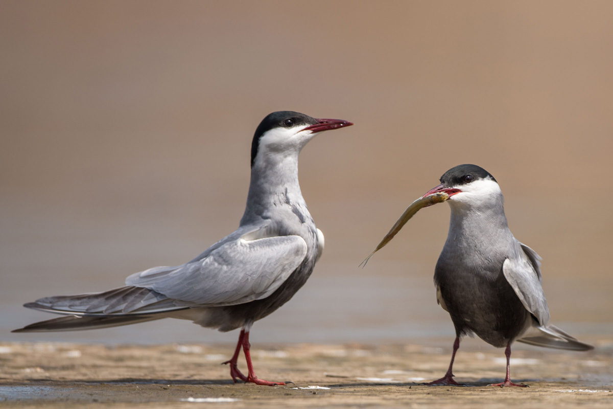 Whiskered Tern