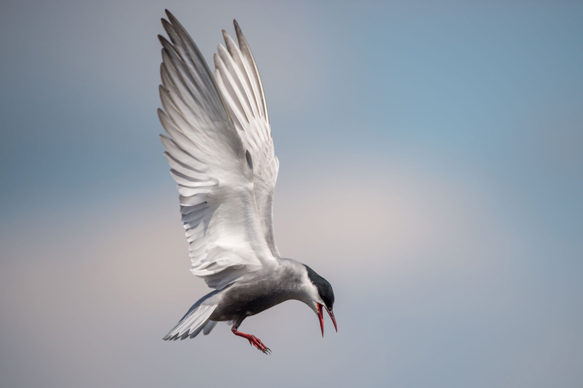 Whiskered Tern