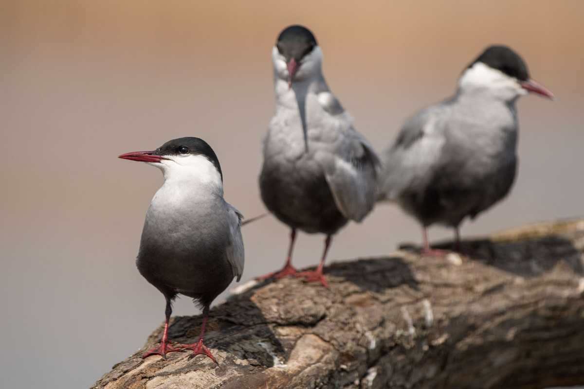 Whiskered Tern