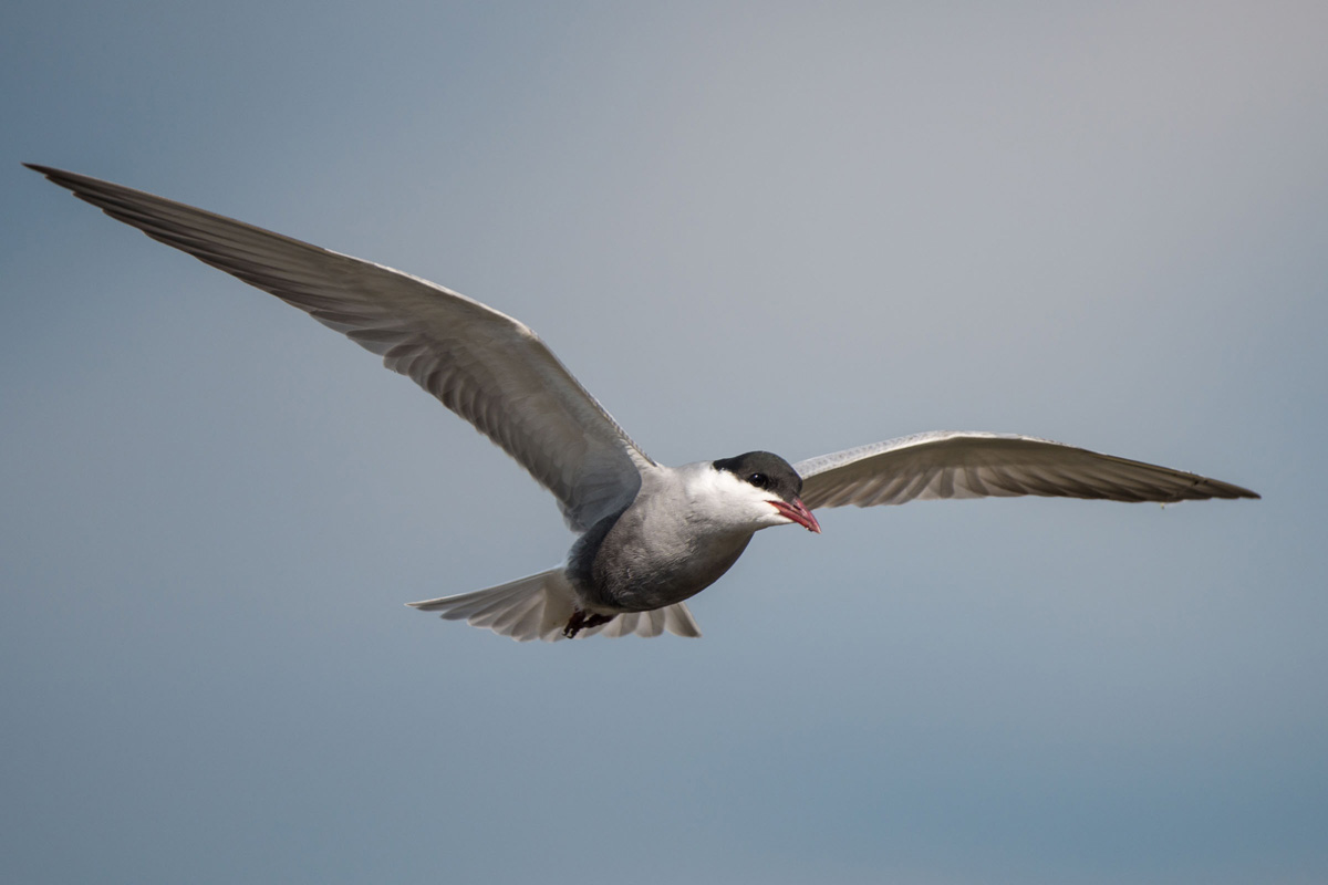 Whiskered Tern