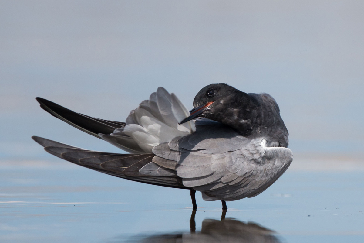 Black Tern