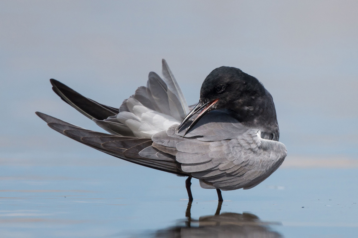 Black Tern