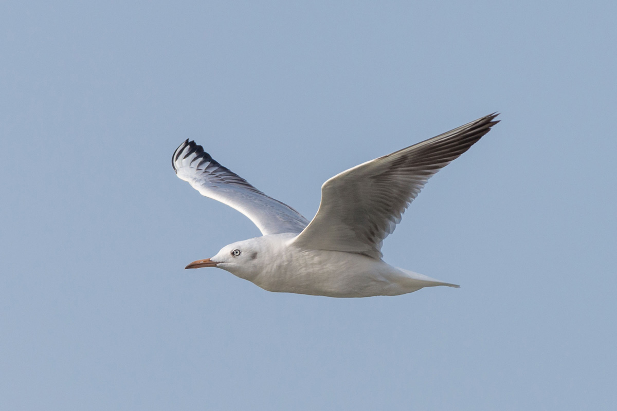 Slender-billed Gull