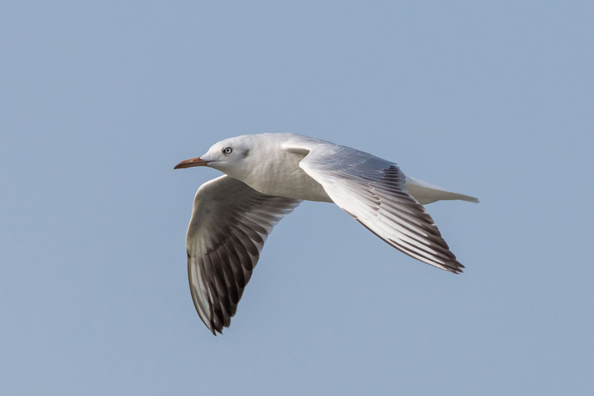 Slender-billed Gull