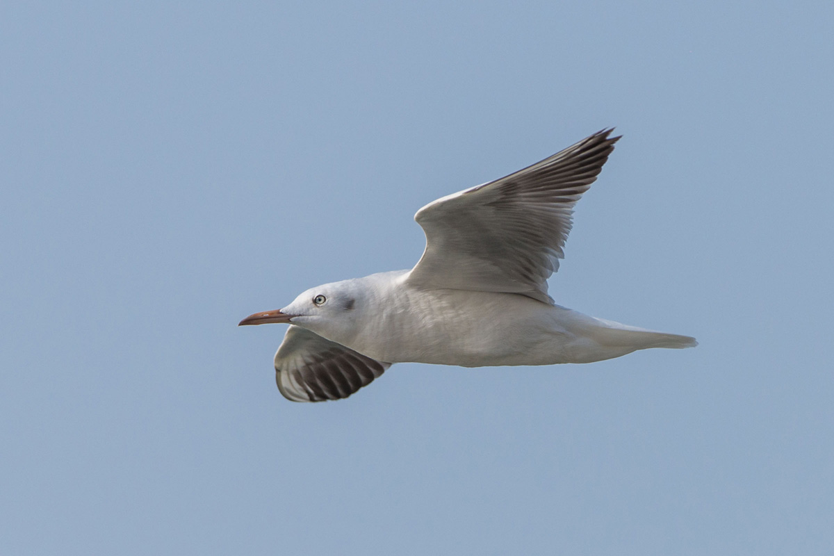 Slender-billed Gull