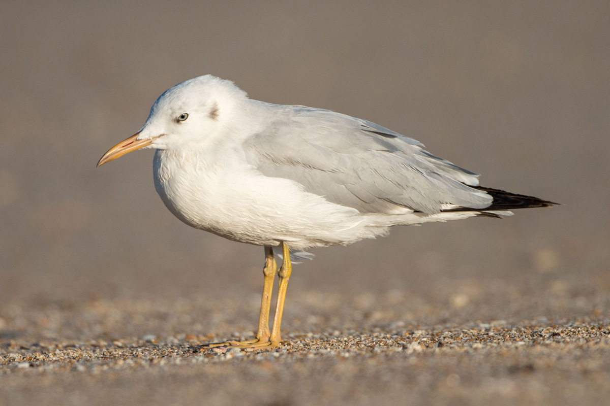 Slender-billed Gull