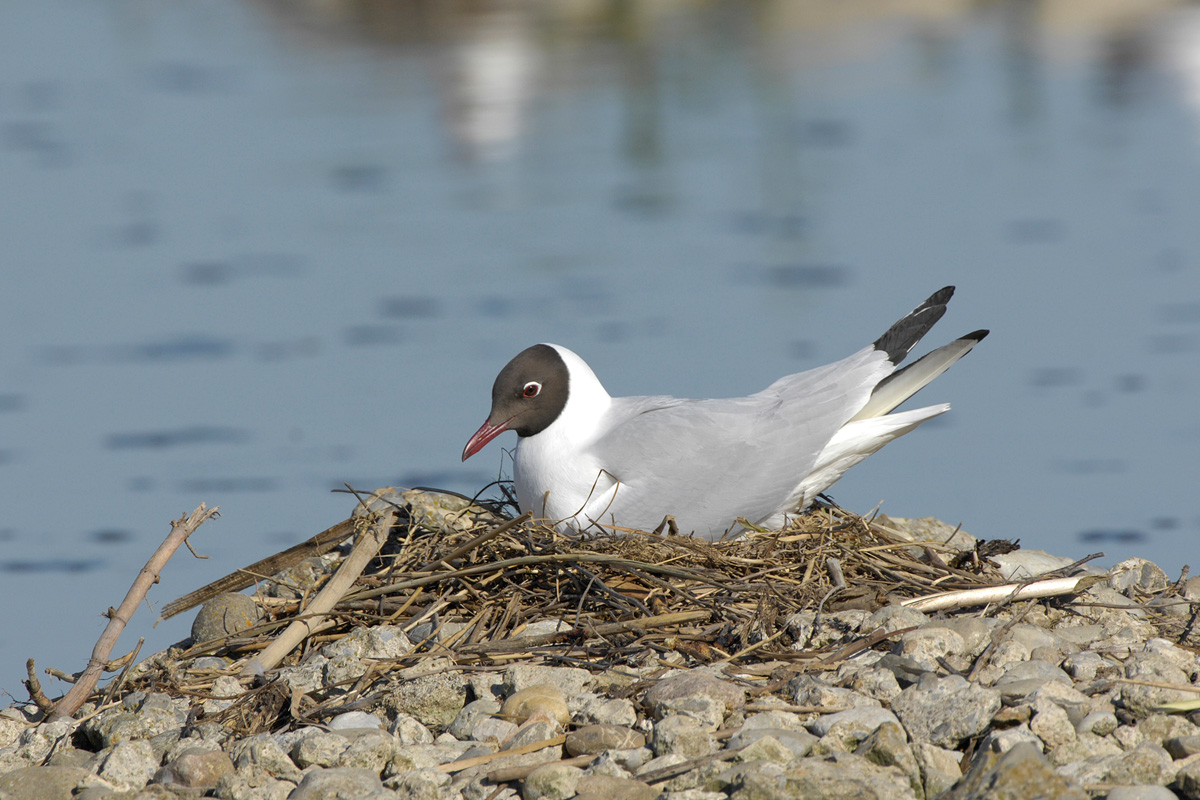 Black-headed Gull