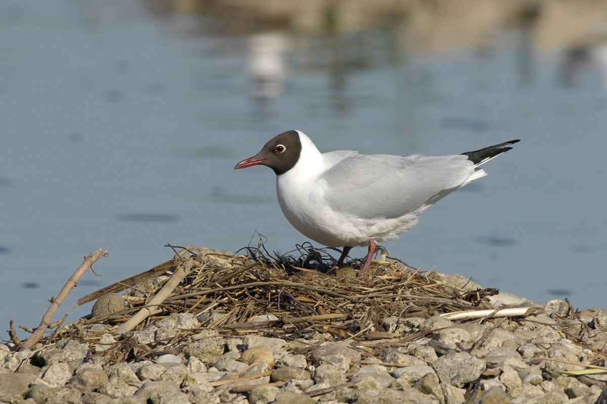 Black-headed Gull