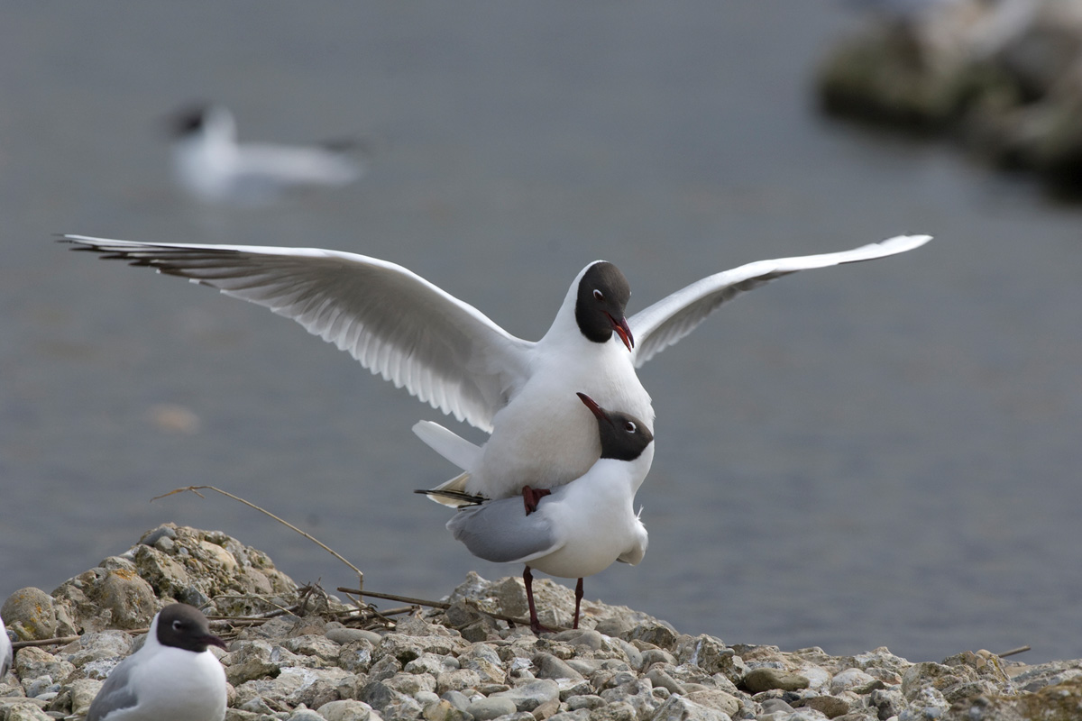 Black-headed Gull