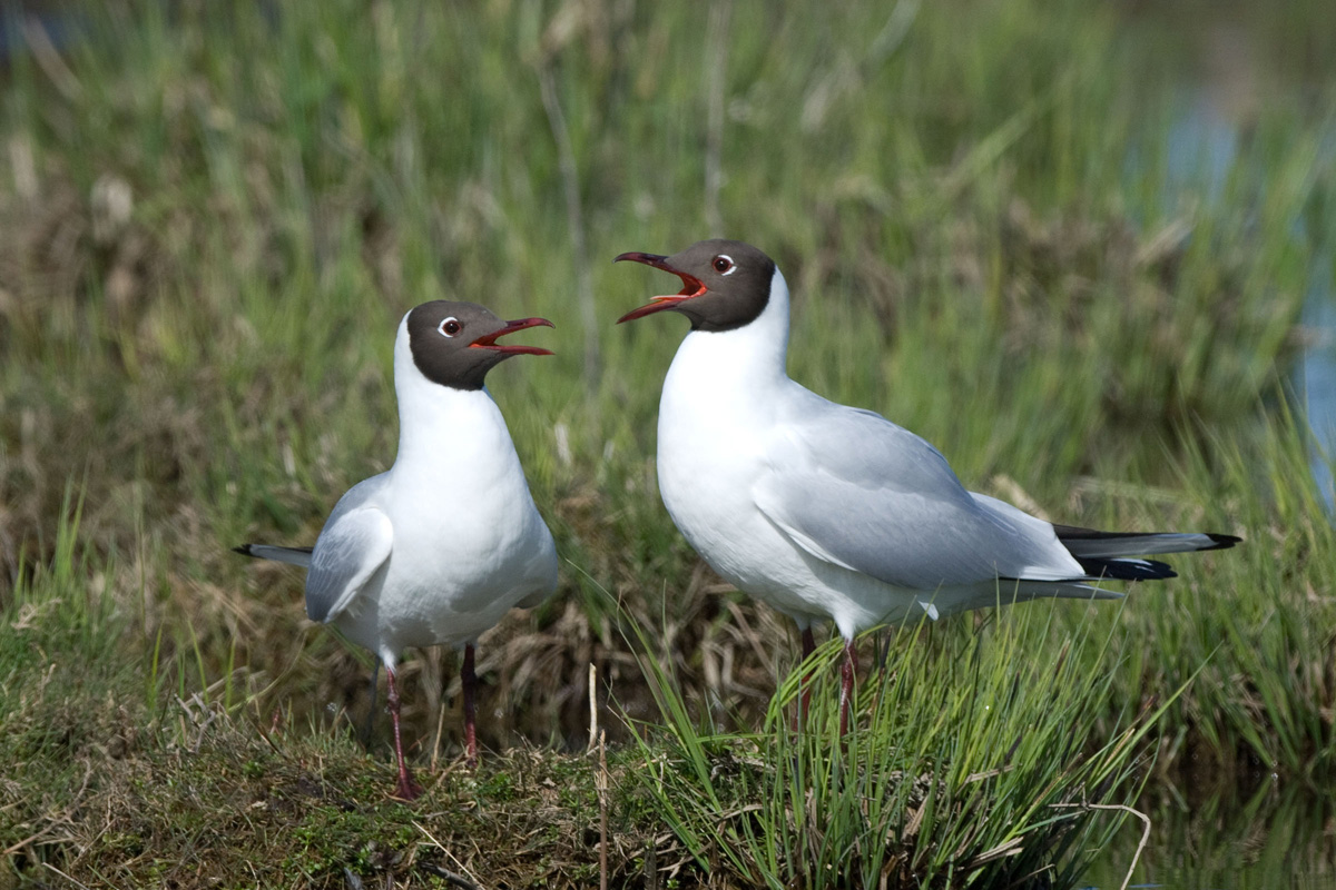 Lachmöwe