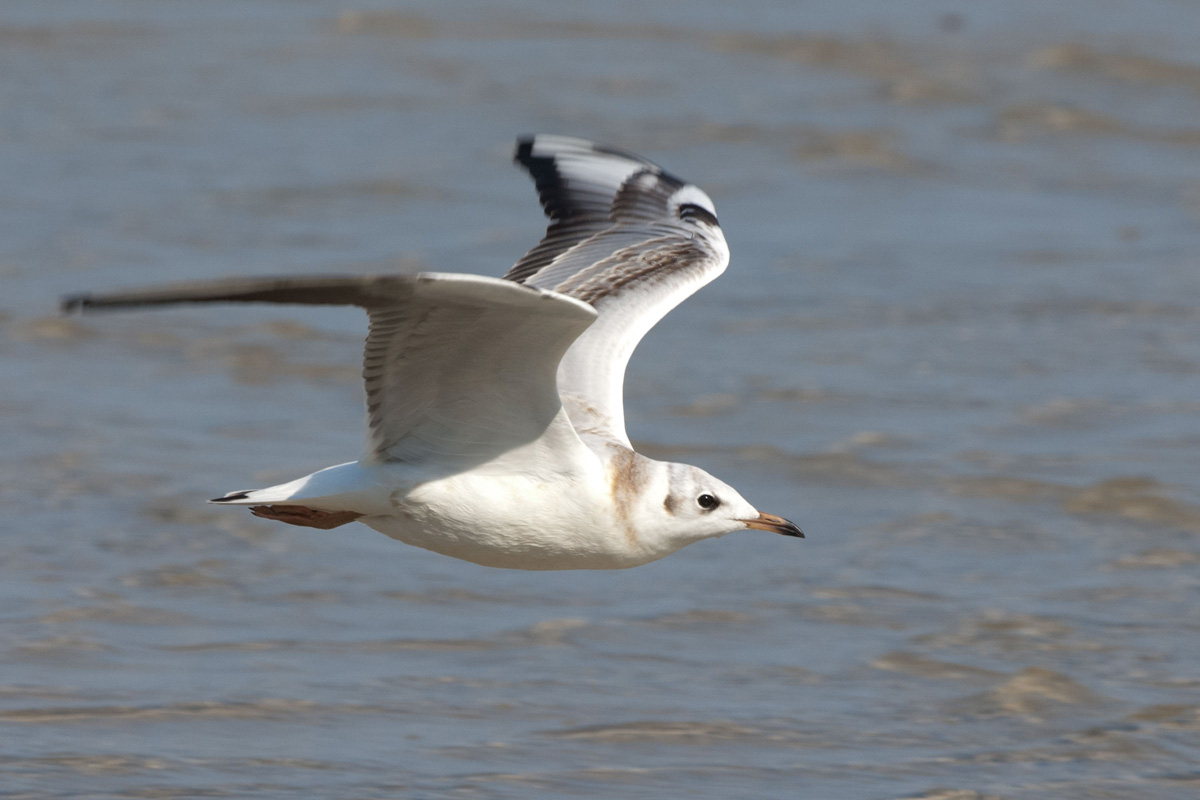 Black-headed Gull