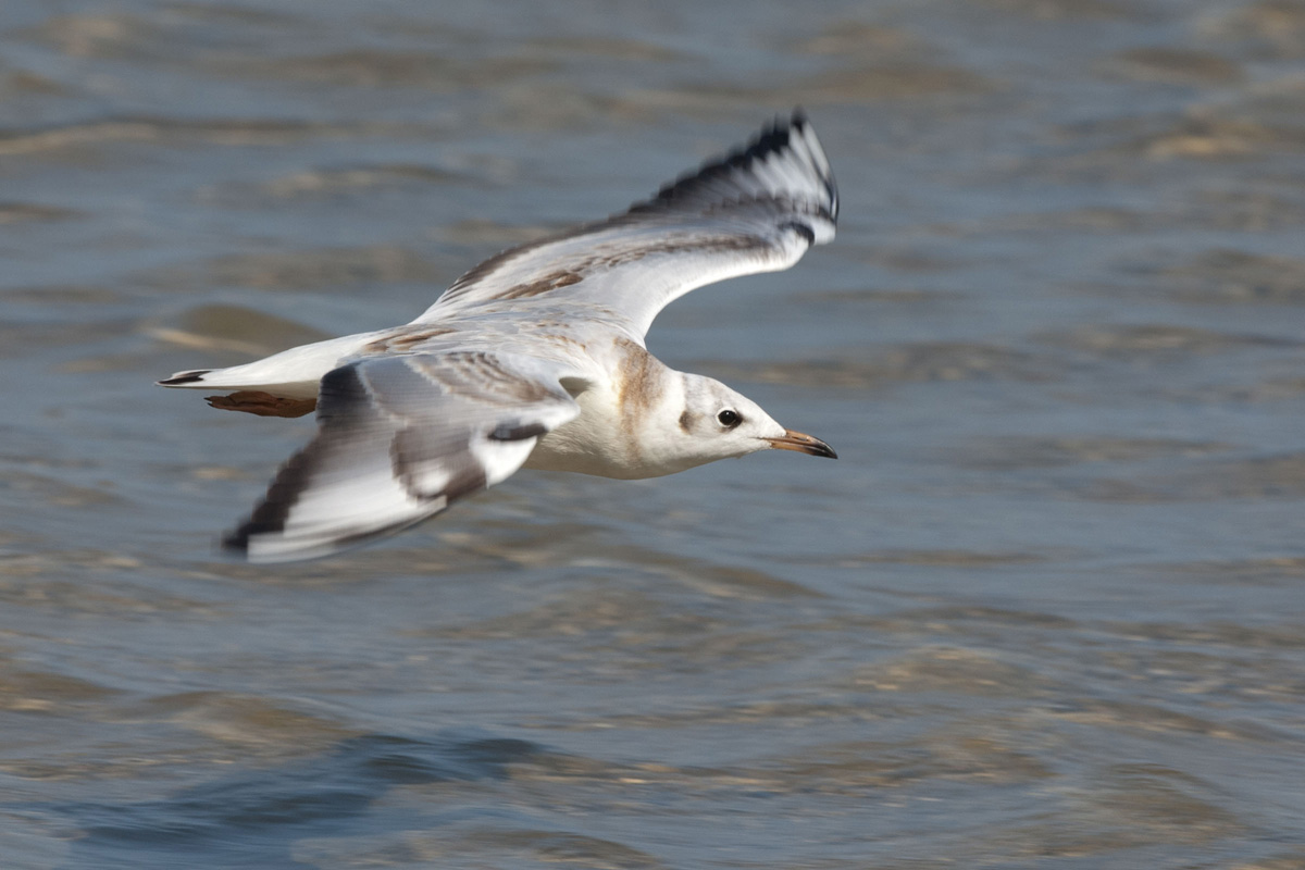 Black-headed Gull