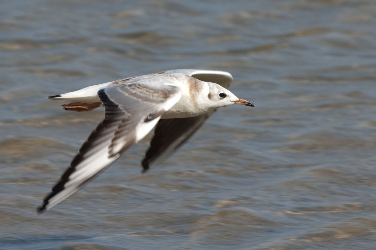 Black-headed Gull