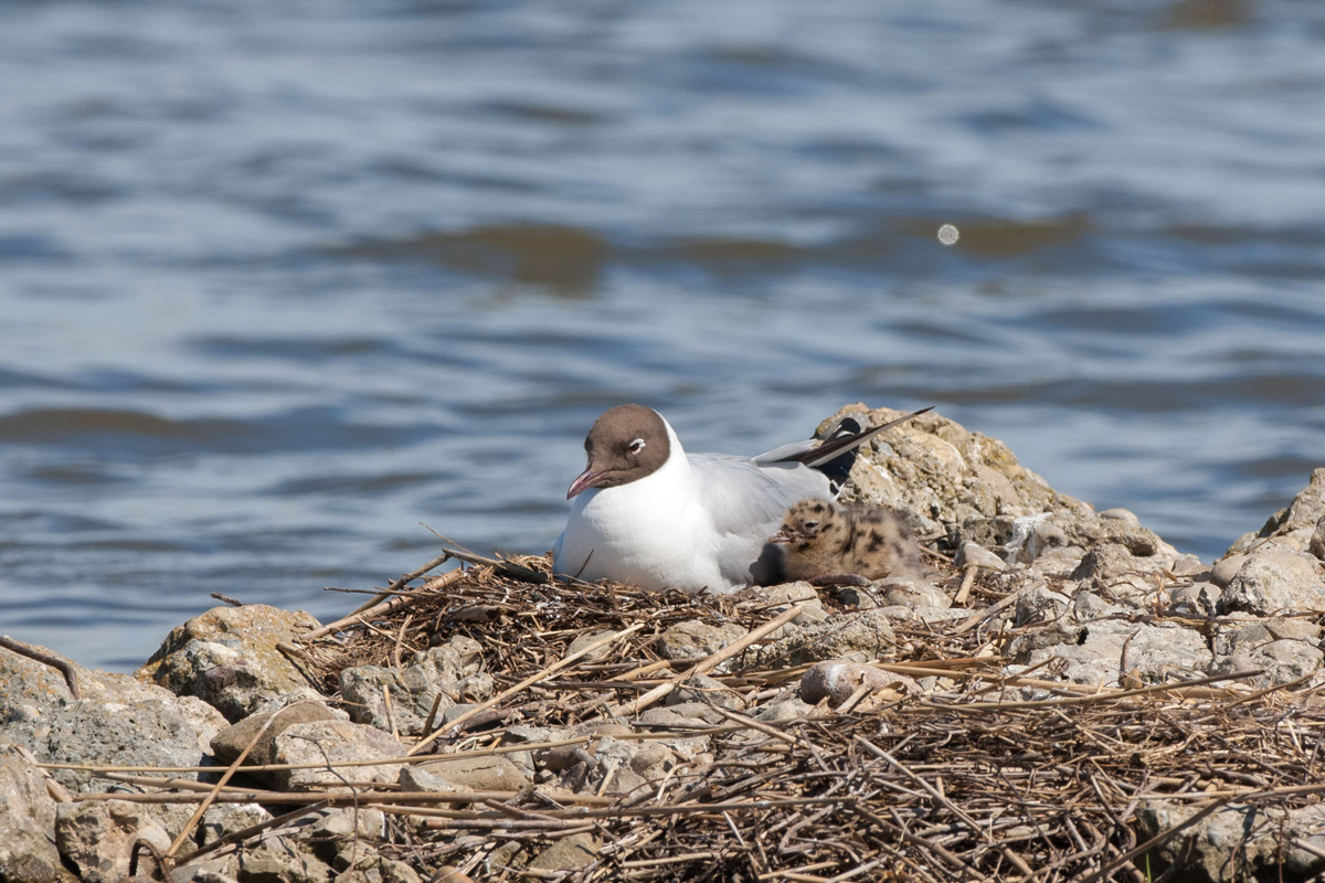 Black-headed Gull