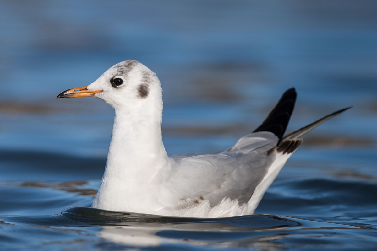 Black-headed Gull