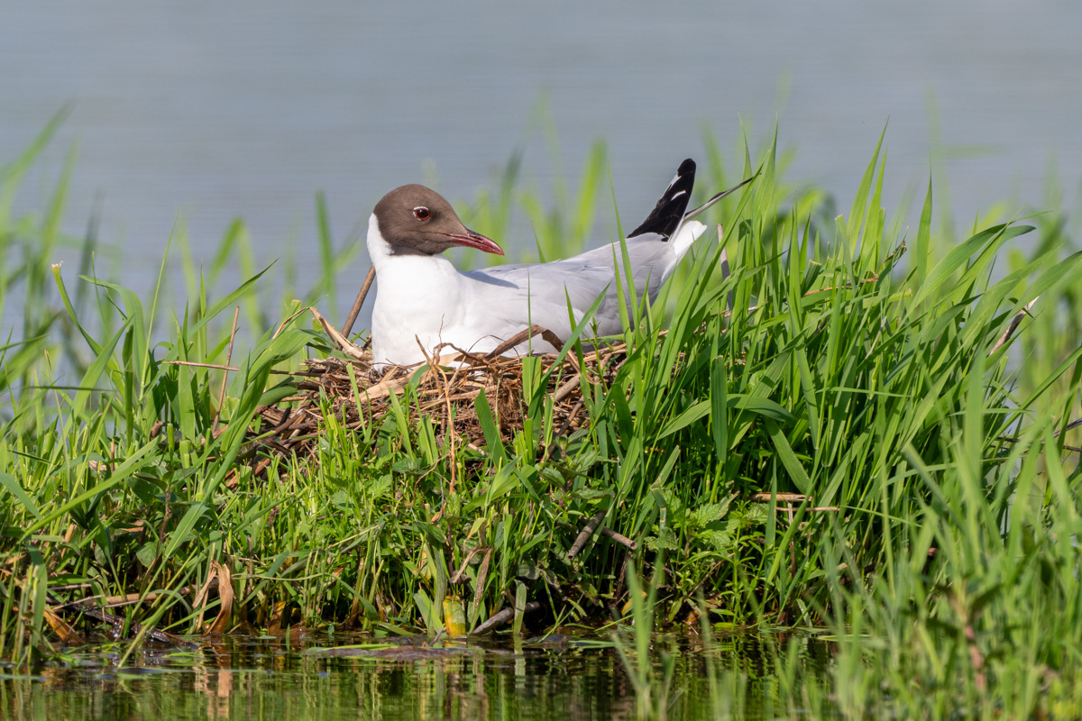 Black-headed Gull