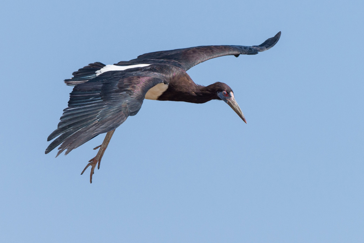 Abdim's Stork