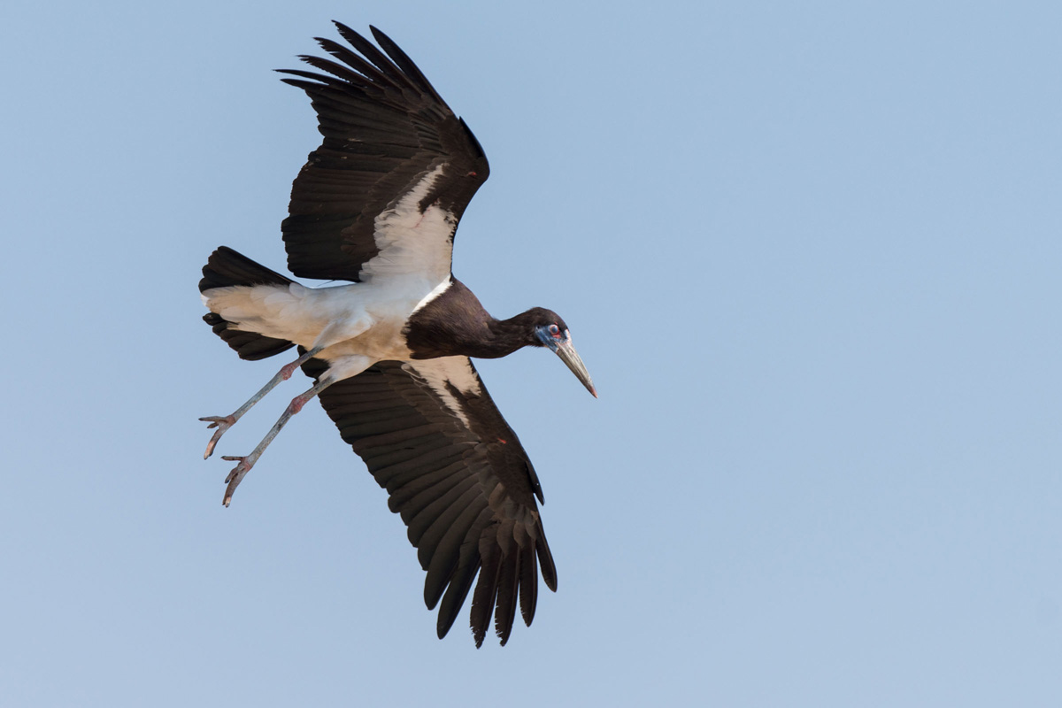 Abdim's Stork