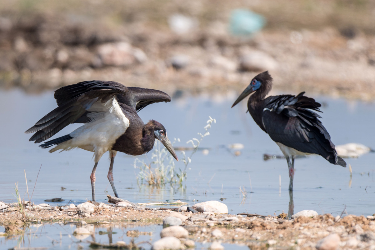 Abdim's Stork