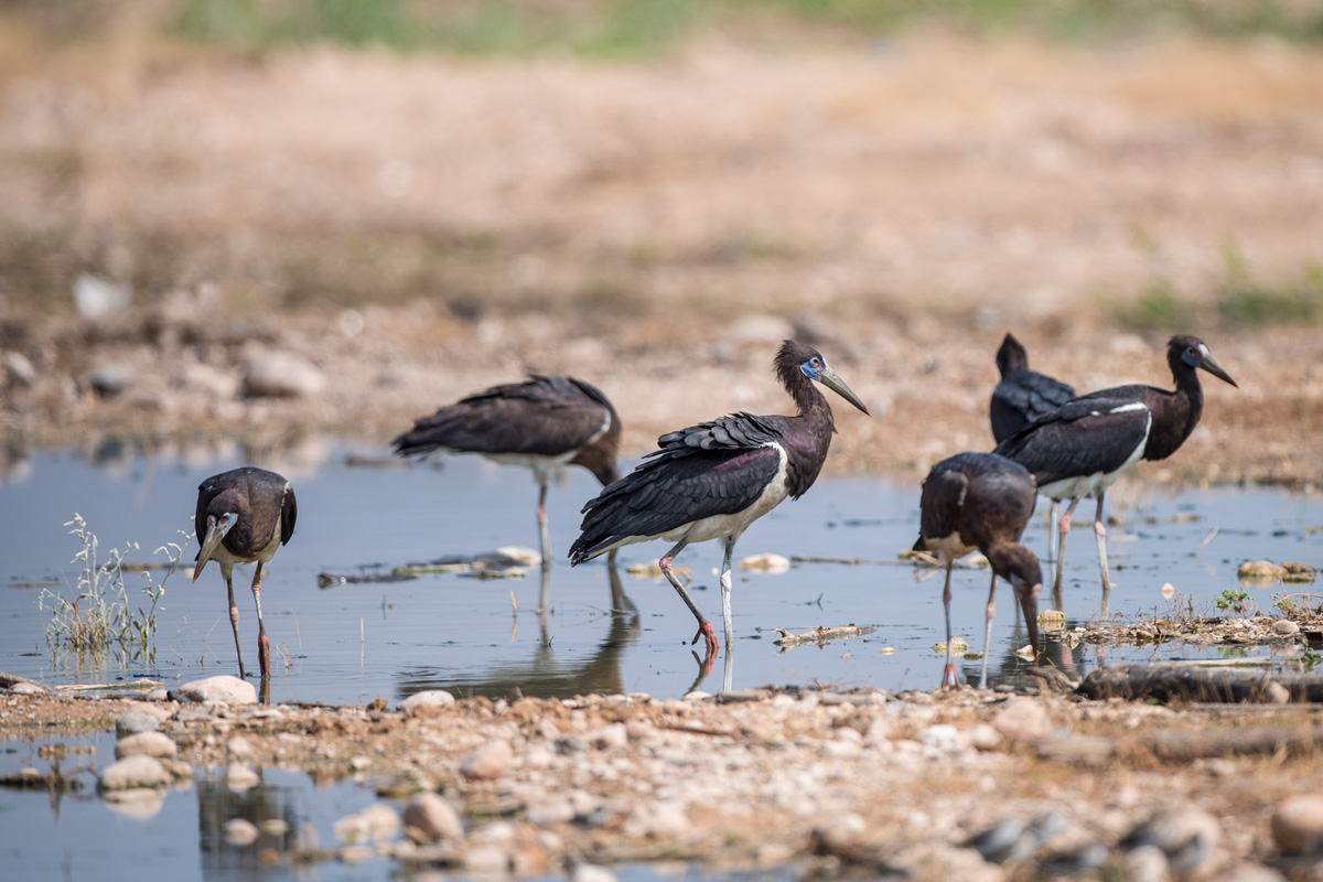 Abdim's Stork