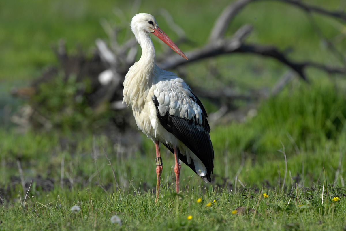 White Stork