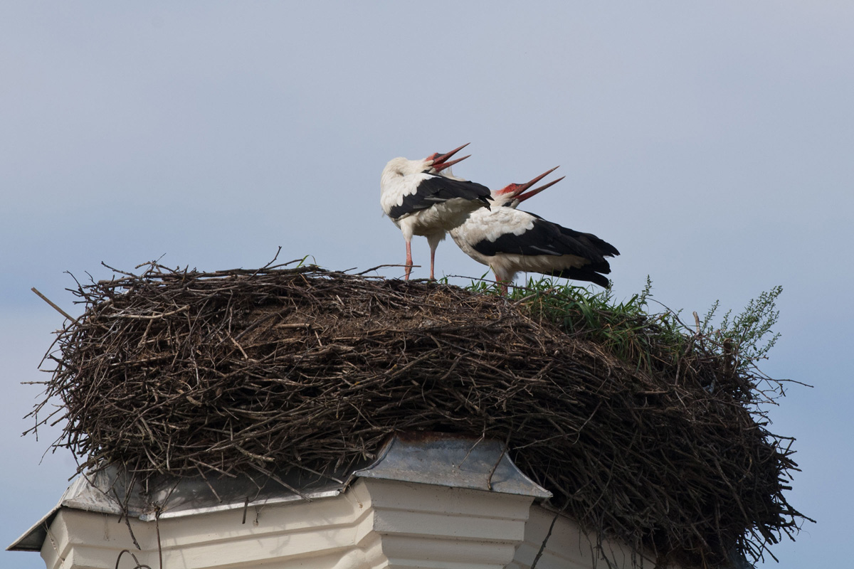 Weissstorch