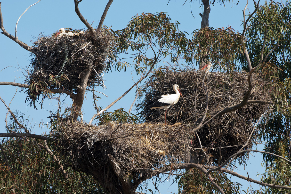 White Stork