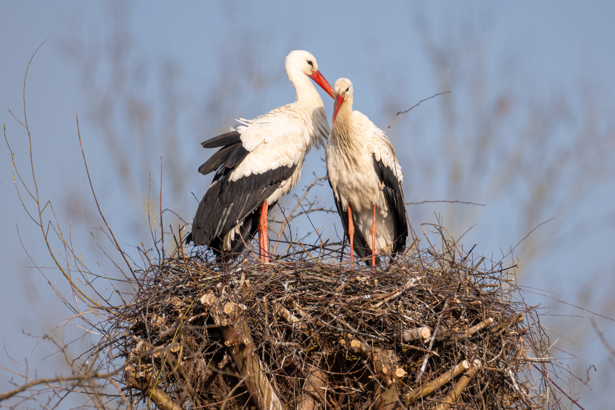 Weissstorch