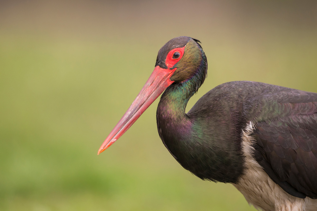 Black Stork