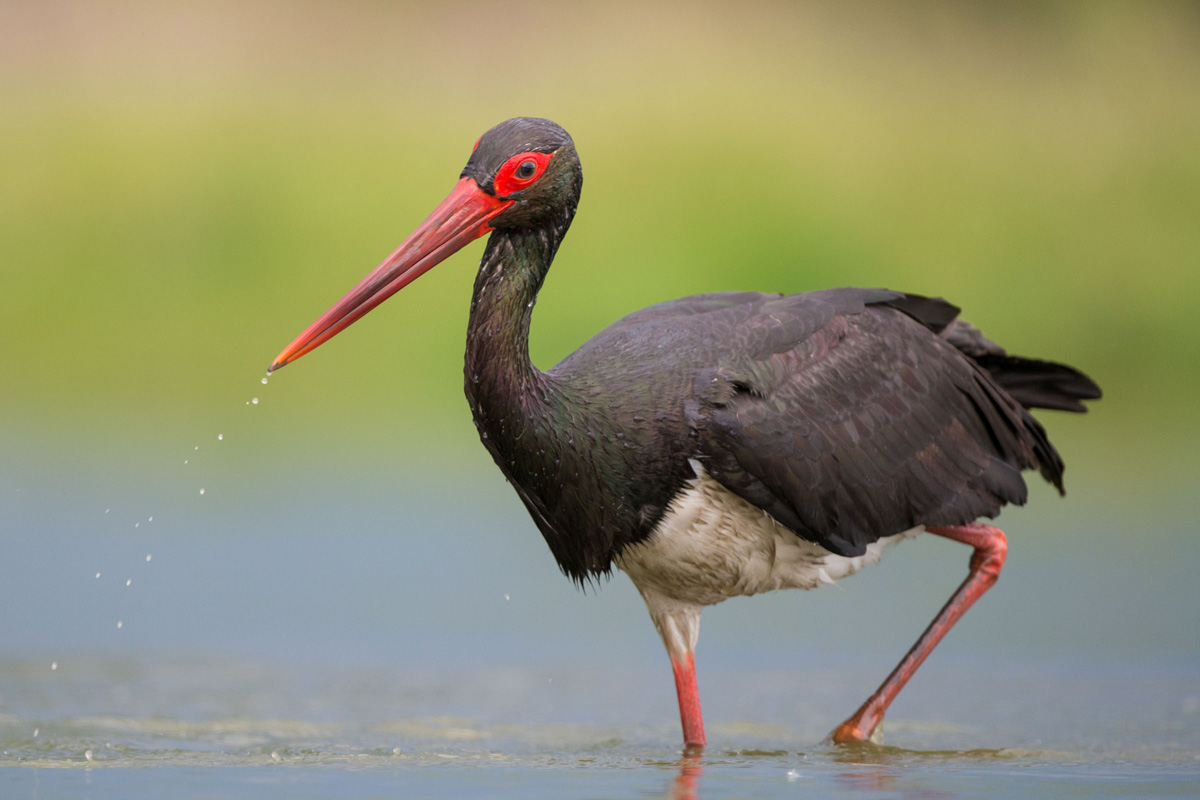 Black Stork