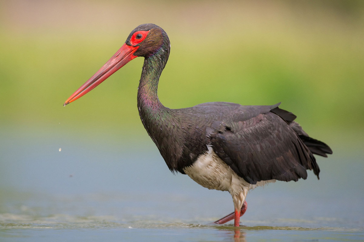 Black Stork