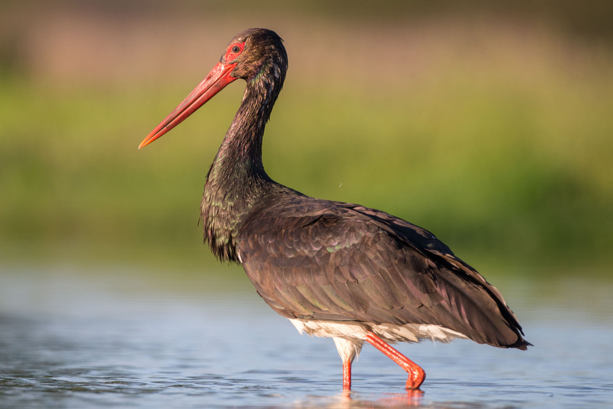 Black Stork