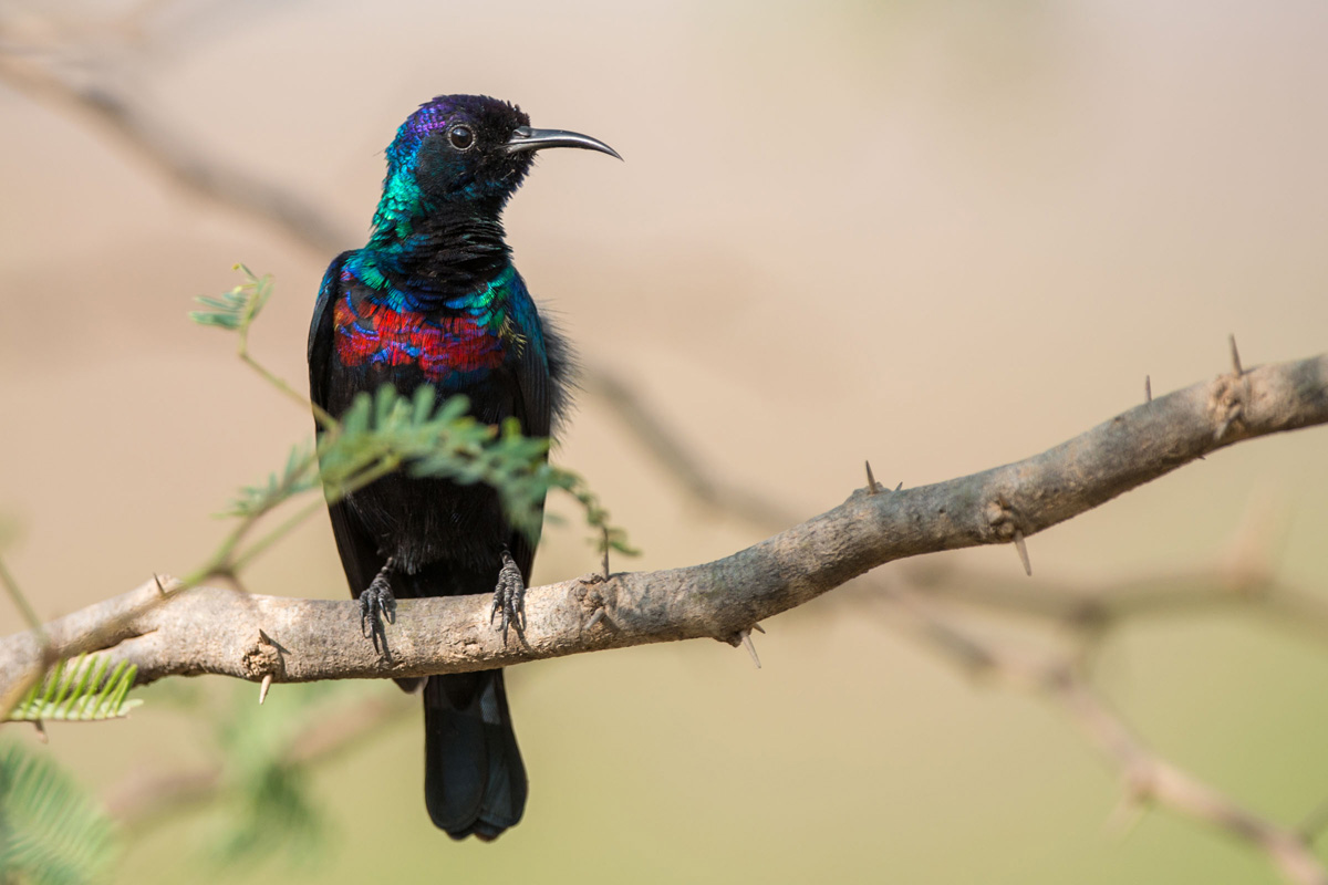 Arabiennektarvogel