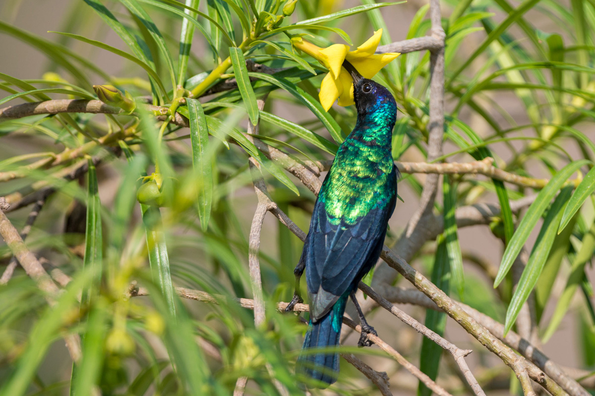 Arabian Sunbird