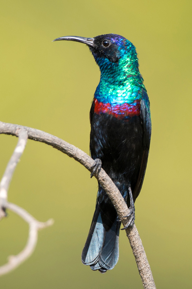 Arabian Sunbird